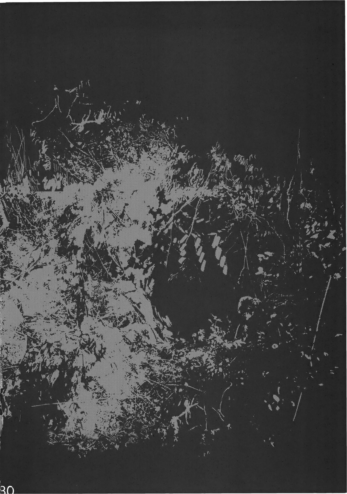 Ecolière araignée bustée séduit victime en rencontre futanari écchi - Image 28